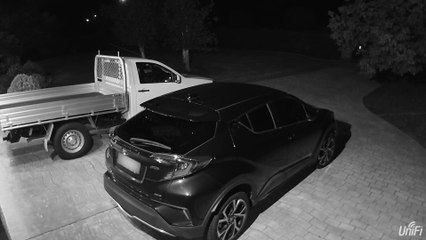 Wombat Uses Car as Scratching Post