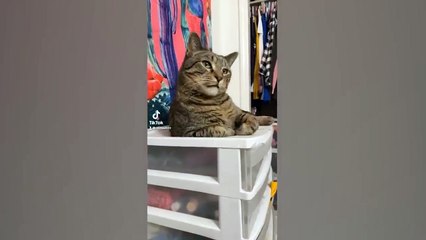 Cutest Silly Cats _ Funny Pet Videos