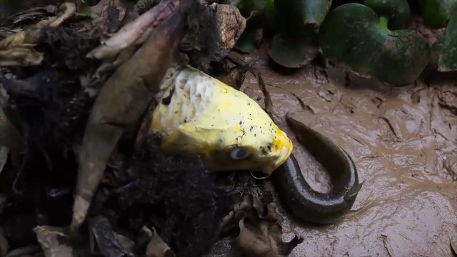Stop Motion ASMR - Golden Egg fish come out, Betta fish Freshwater eel Experiment Cooking