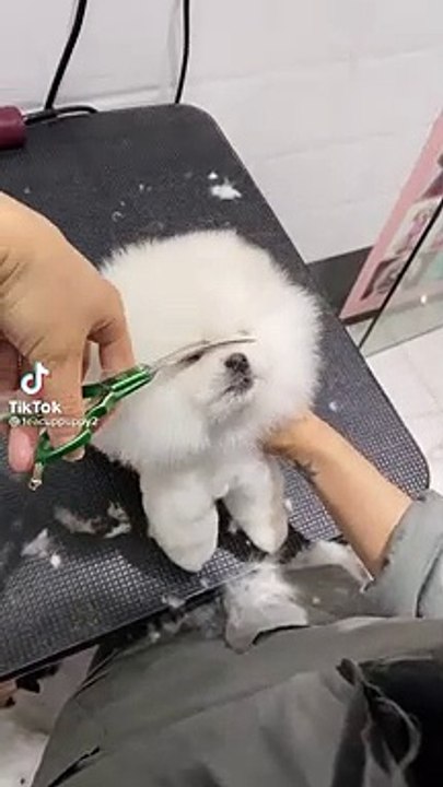 Teacup Dogs