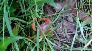 Amazing Crabs Come Out From The Hole Best Crab Hunting Process | CreativeVilla.
