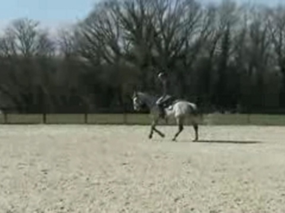 Brigand ( 1999 ) horse for sale