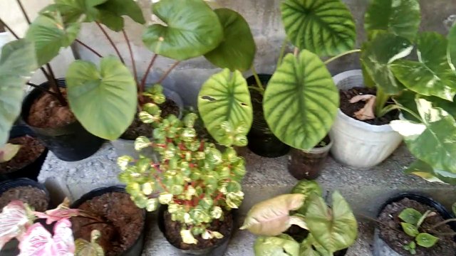 part 2 ang rami ng bulaklak ng lula ko