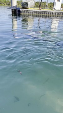 Dolphin Shows of Her Calf to Dolphin Feeding Cafe