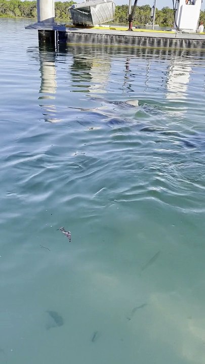 Dolphin Shows of Her Calf to Dolphin Feeding Cafe