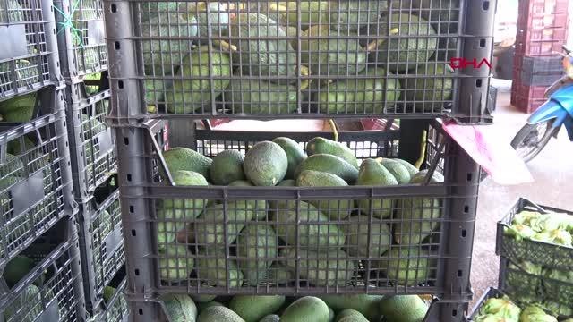 Son dakika haberleri! Koronavirüs döneminde avokadoda talep patlaması