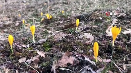Baharın müjdesi çiğdemler nefes kesti