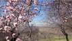 Valley blooms with flowers, watch beautiful visuals