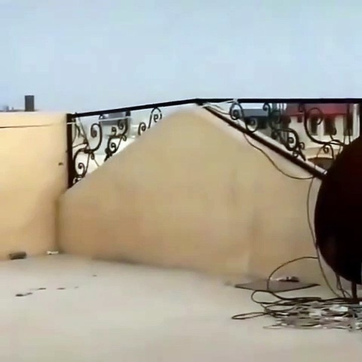 cat try to catch crow