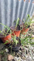 what plant is this??