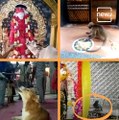 The Faith And Devotion Of These Animals Will Have You Stunned