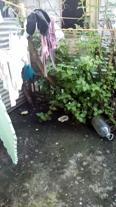 My Backyard In Sunny Days