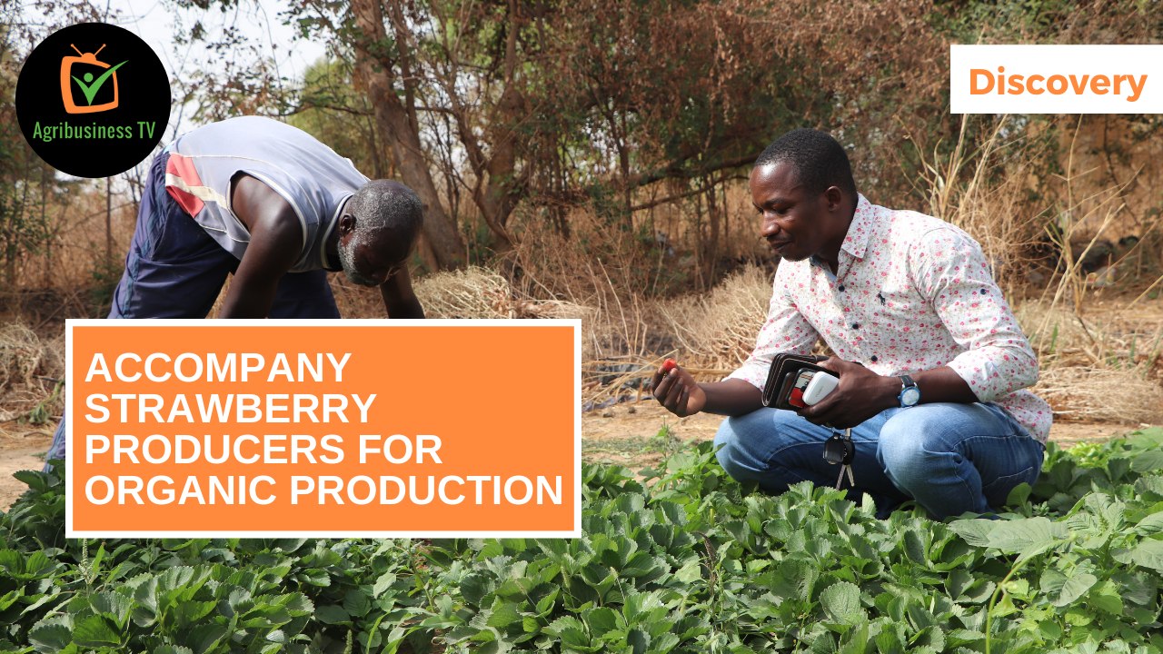 Discovery: Accompany strawberry producers  for organic production