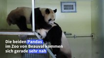 Panda-Paarung geglückt: Bald Bären-Babys in Beauval?