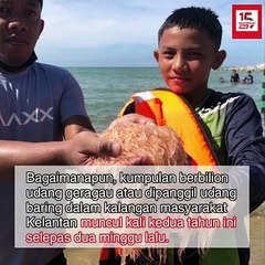 Udang baring muncul di PCB