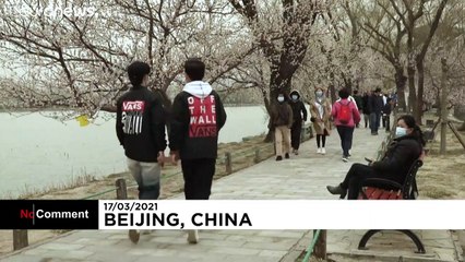 Peach blossoms in early spring