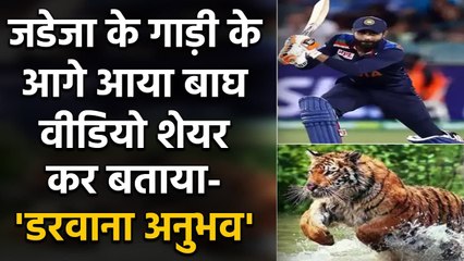 Ravindra Jadeja shares video of a tiger spotted during jungle safari, Watch Video|Oneindia Sports