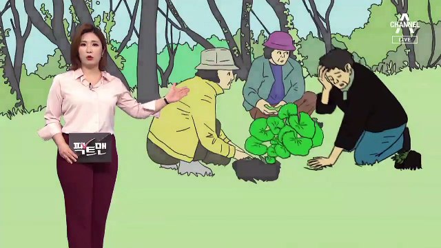 [팩트맨]“곰취가 아니라 독초”?…봄나물과 닮은 독초, 구별법