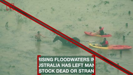 Aerial Footage Shows People Trying to Rescue Horse From Rising Floodwaters in Australia