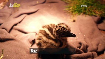 Birds of a Feather! Baby Emu Strikes up Friendship With Baby Goats After Being Rejected by Parents!