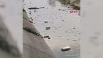 MERSİN Su kanalında ceset bulundu