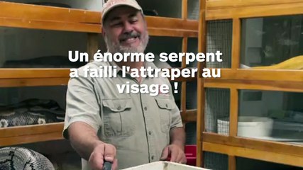Un gigantesque python est à deux doigts d'arracher la tête d'un soigneur