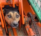 Kafası ve ayakları tarım aracına sıkışan köpek kurtarıldı