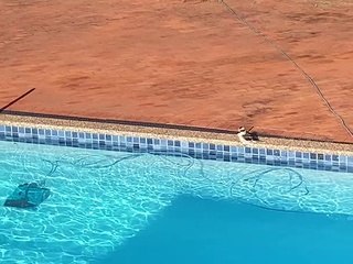 Kookaburra Takes a Bath in Backyard Pool