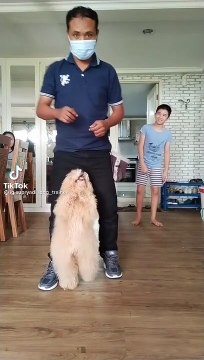 dancing dog