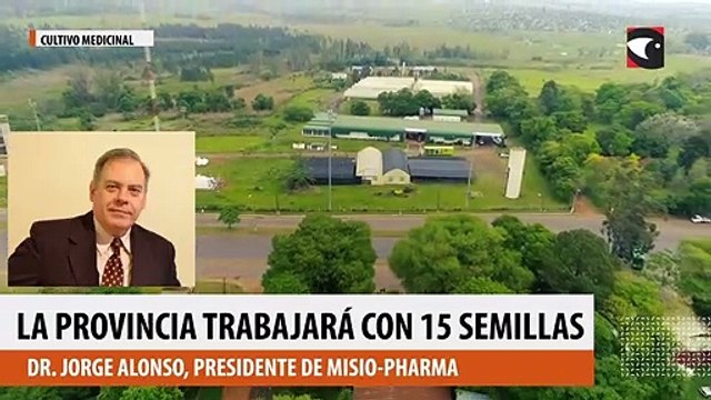 Cannabis medicinal: “La ley no prohíbe las semillas con contenido THC”