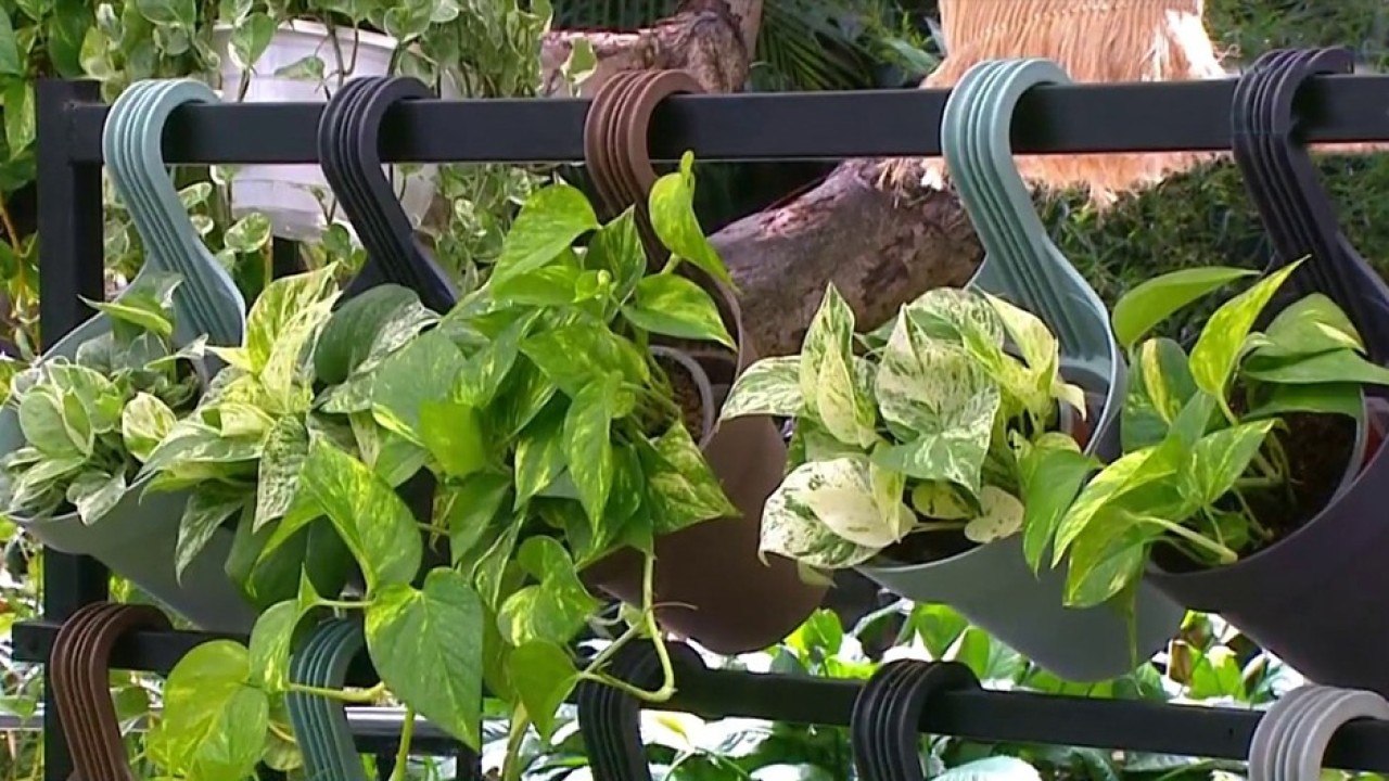 bd-plantas-de-interiores-150321