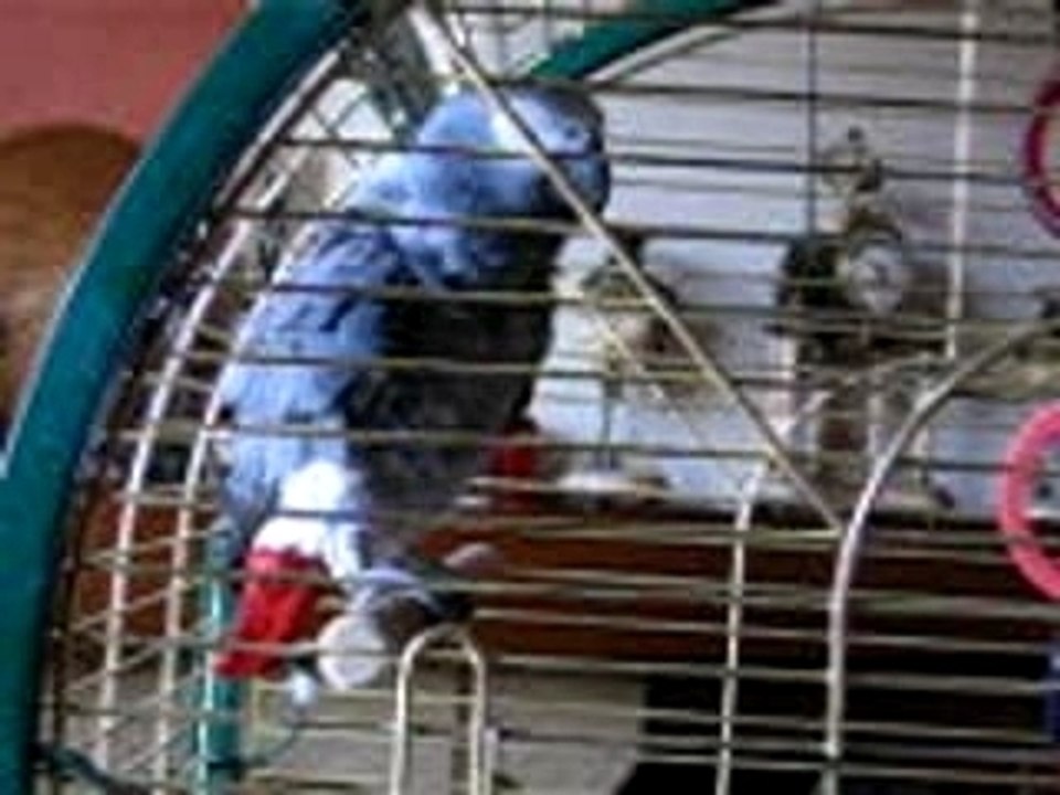 Bounty perroquet gris du gabon qui parle, compte...