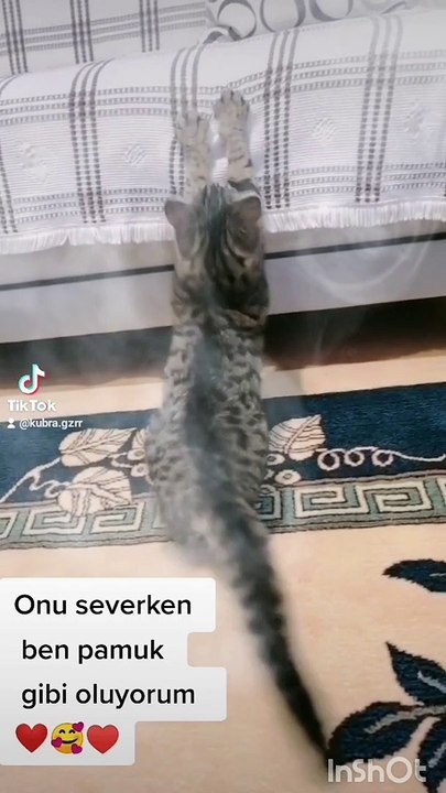 Pamuk prenses kedi sevimli kedi
