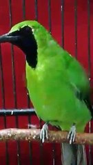 kicau burung cucak hijau