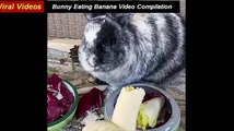 Bunny, Rabbits Eating Banana Video Compilation