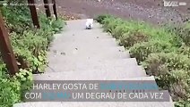 Cacatua enfrenta a escada da casa de férias com muita tranquilidade