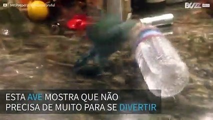 Periquito descobre brinquedo favorito: uma garrafa d’água
