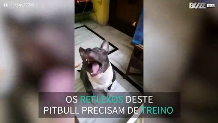 Pitbull falha batata frita em câmara lenta