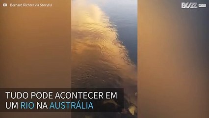 Tubarão surpreende e aparece em rio na Austrália