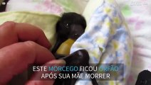 Filhote de morcego é resgatado após morte da mãe