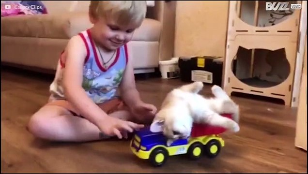 Gatos fazendo gatices: as aventuras mais hilárias do universo felino