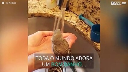 Periquito desfruta de um belo banho de torneira