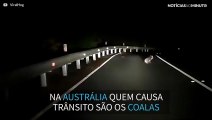 Coala para o trânsito em estrada na Austrália