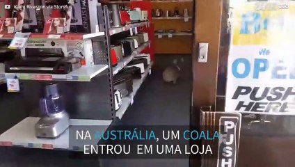 Coala entra em loja e fica confuso com portas de vidro