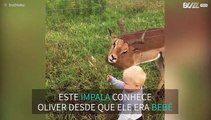 Criança e impala são os melhores amigos