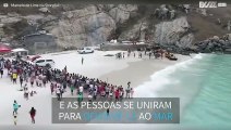 Drone mostra resgate de baleia-jubarte encalhada em praia no Brasil