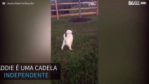 Cadela filhote mostra que sabe passear sozinha