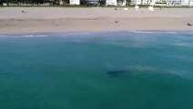 Drone mostra tubarão-tigre extremamente perto de banhistas em Miami