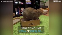 Gatinho adorável se aconchega em sua nova caixa