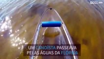 Golfinho simpático cumprimenta canoísta na Flórida